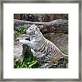 He Was In A Playful Mood Framed Print