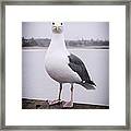 Hears Looking At You Framed Print