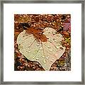 Heart Leaf Framed Print