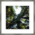 Heart Of The Redwoods Framed Print