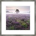 Heather With Fog Overijssel Netherlands Framed Print