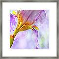Heavenly Iris 2 Framed Print