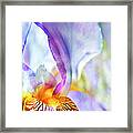 Heavenly Iris Framed Print