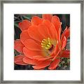 Hedgehog Cactus Flower Framed Print