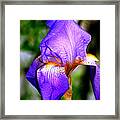 Heirloom Iris Purple Framed Print