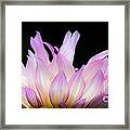 Hello Dahlia Framed Print