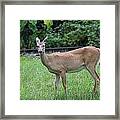 Hello Deer Framed Print