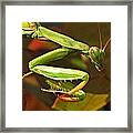Hello Praying Mantis Framed Print