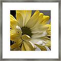 Hello Sunshine Framed Print