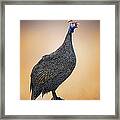 Helmeted Guinea-fowl Perched On A Rock Framed Print