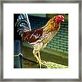 Hen On The Wall Framed Print