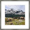 Herd Of Bighorn Sheeps In Canadian Framed Print