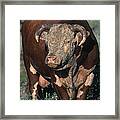 Hereford Bull Framed Print