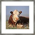 Hereford Cow Framed Print