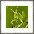 Here's Looking At You Framed Print