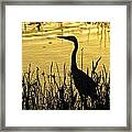 Heron At Sunrise Framed Print