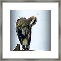 Heron Grooming Framed Print