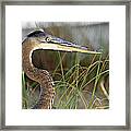 Heron In The Grass Framed Print