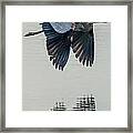 Heron On The Wing Framed Print