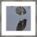Heron Reflections Framed Print