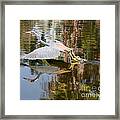 Heron Taking Off Framed Print