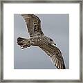 Herring Gull In Winter Framed Print