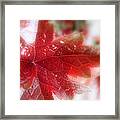 Back Lit Beauty Red Leaf Framed Print