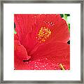 Hibiscus - After The Rain - 09 Framed Print