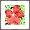 Hibiscus - After The Rain - Photopower 765 Framed Print