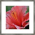 Hibiscus Beauty Framed Print