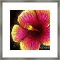 Hibiscus Framed Print