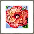 Hibiscus - Mahogany Star Flower Framed Print
