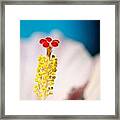 Hibiscus No. 2959 Framed Print