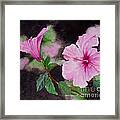 Hibiscus - So Pretty In Pink Framed Print