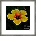 Hibiscus Stand Out Framed Print