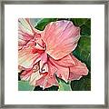 Hibiscus Framed Print