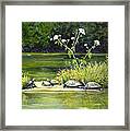 Hicks' Turtles Framed Print