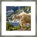 Hidden Lake Goat Framed Print