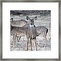 High Alert Framed Print