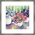 High Noon Petunias Framed Print