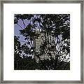 High Rise Buildings Behind Trees In Singapore Framed Print