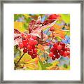 Highbush Cranberry In September Framed Print