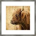 Highland Bull Framed Print