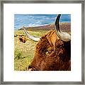 Highland Cattle On Scottish Pasture Framed Print