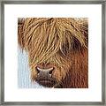 Highland Cow Painting Framed Print