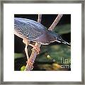 Highly Detailed Green Heron Photo Framed Print