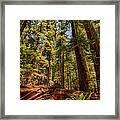 Hikers Paradise - California Redwoods I Framed Print