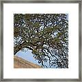 Hillside Tree Framed Print