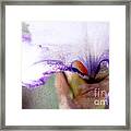 Hint Of Violet Framed Print