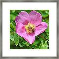 Hip Rose Bloom With A Bee Framed Print